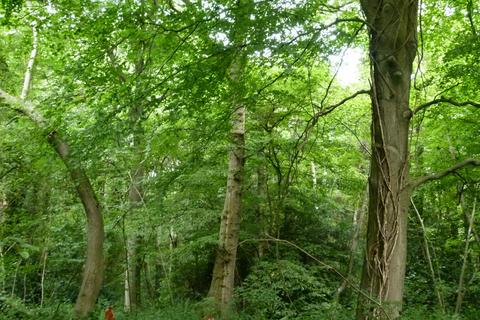 Stacklands Wood, West Kingsdown... Woodland for sale