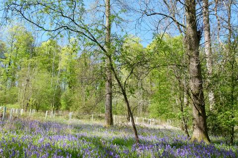 Braziers Wood, nr Chesham HP5 Woodland for sale