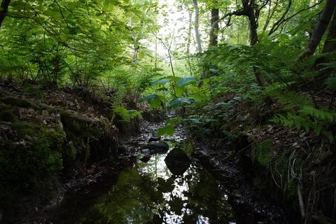 Carletonmoor Wood, Egremont CA22 Woodland for sale