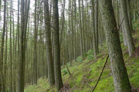 Coed Ffridd Defaid, near Bala LL23 Woodland for sale