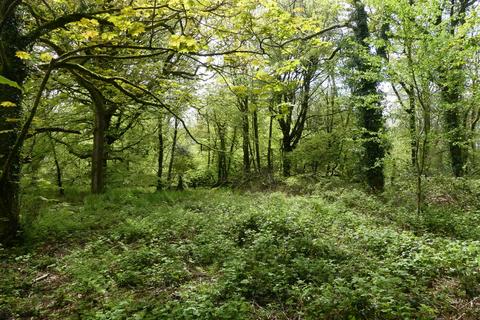 Eastmoor Wood, Cuffern SA62 Woodland for sale