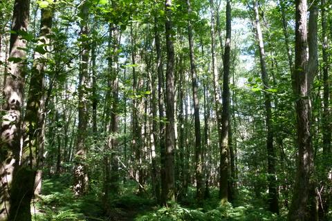 Green Foot Wood, near Royal Tunbridge... Woodland for sale