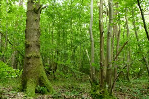 Wilsford Wood, near Gillingham and... Woodland for sale