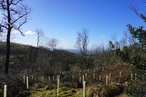 Rookham Plantation, Near Wells BA5 Woodland for sale