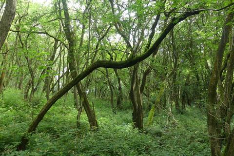 Samara Wood, Eakring NG22 Woodland for sale