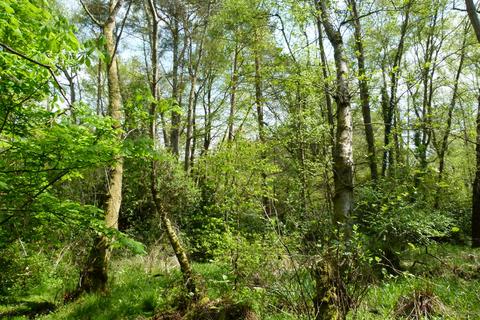 Witley Manor Wood, near Godalming GU8 Woodland for sale