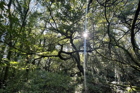 Coed Wern Uchaf, Llangynog SA33 Woodland for sale