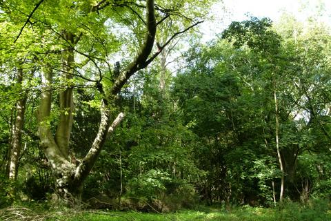 Ramridge Wood, Weyhill, near Andover... Woodland for sale