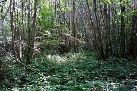 Hurstwood Road, Bredhurst ME14 Woodland for sale