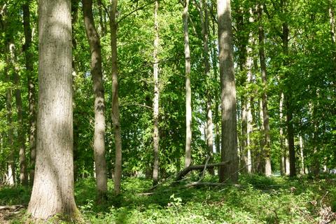 Land, in Maplestead Wood, £47,500