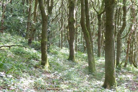 Land, in Elland Park Wood, £245,000