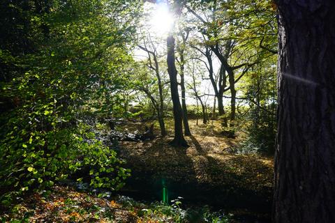Land, in Holy Cross Wood, £300,000