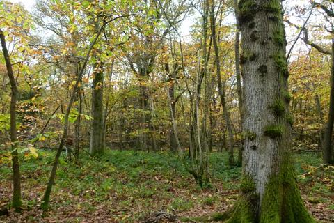 Land, in Puffball Wood, £60,000