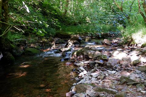 Land, in Otter Wood, £60,000