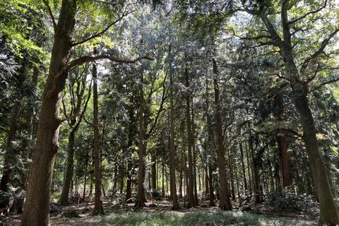 Studio, in Leader Copse (about 6 acres), £145,000