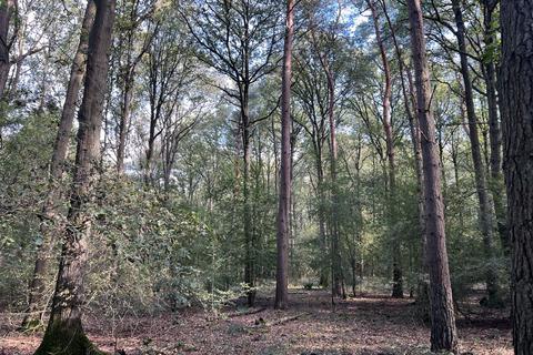 Studio, in Gold Swift Wood (4 and a quarter acres), £95,000