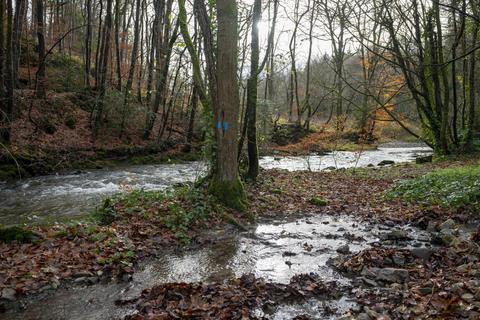 Studio, in Coed Y Mwyn (just under 13 acres), £129,000
