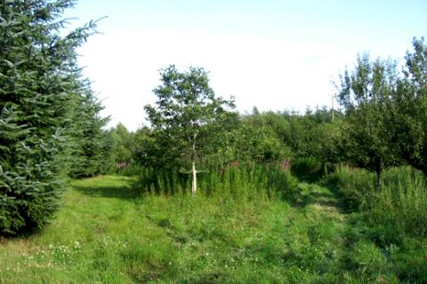 Studio, in Elrick Wood (nearly 4 and a half acres), £45,500