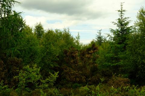 Studio, in Lundy Wood (nearly 5 and three quarter acres), £65,000