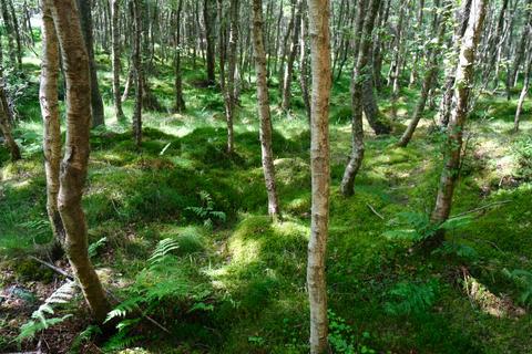 Studio, in Tillycairn Wood, £55,000