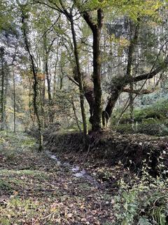 Studio, in Coed Trehyrne (4 and a quarter acres), £59,000