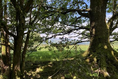 Studio, in Coed Llyfnant (almost 9 acres), £89,000