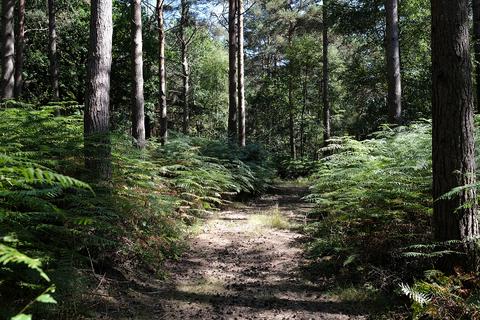 Studio, in Blackwater Forest Lane, £87,000
