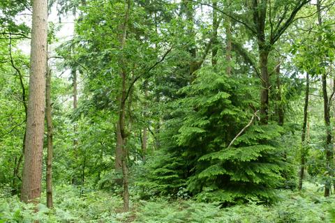 Studio, in Chelsham, £20,000