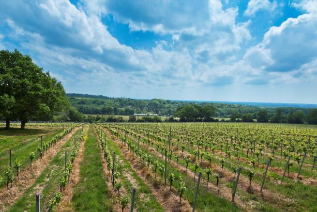 Land, in Halnaker Vineyard, £495,000