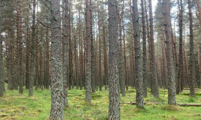Land, in Glenkirk Wood, £700,000