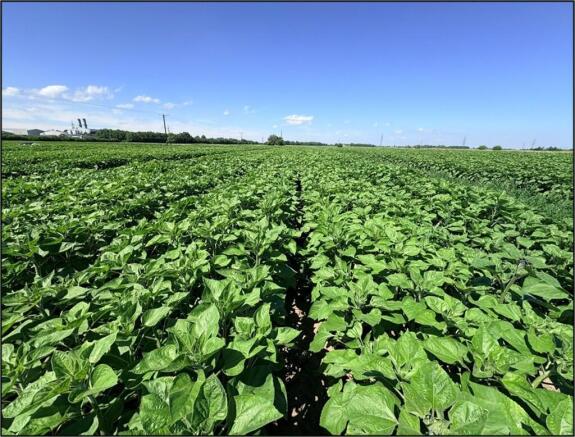 Land, in Grade 1 Arable Land, £620,000